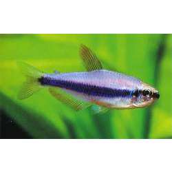 Тетра ложная королевская или Инпаихтис Керра (Inpaichthys kerri)