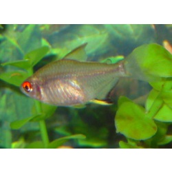 Тетра лимонная (Hyphessobrycon pulchripinnis)