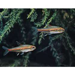 Тетра огненная или Эритрозонус (Hemigrammus erythrozonus)