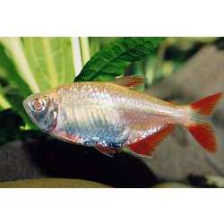 Тетрагоноптерус (Hemigrammus caudovittatus)