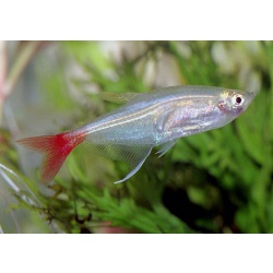 Тетра стеклянная (Prionobrama filigera)