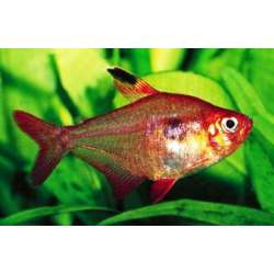 Тетра кровавая. Каллистус ( Hyphessobrycon callistus )