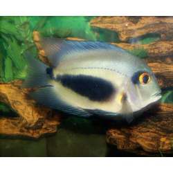 Уару чернопятнистый (Uaru amphiacanthoides)