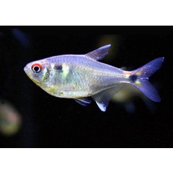 Фонарик (Hemigrammus ocellifer)