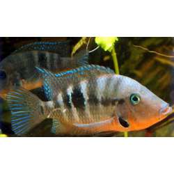 Цихлазома меека (Cichlasoma meeki)