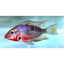 Цихлазома меека (Cichlasoma meeki)