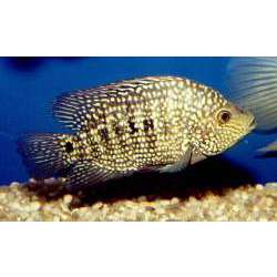 Цихлазома бриллиантовая (Cichlasoma cyanoguttatum )