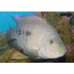 Цихлазома бриллиантовая (Cichlasoma cyanoguttatum )