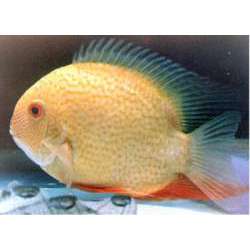 Цихлазома северум (Cichlasoma severum)