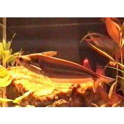 Шильб полосатый (Schilbe mystus)