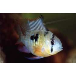 Апистограмма альтиспиноза (Papiliochromis (Microgeophagus) altispinosa)