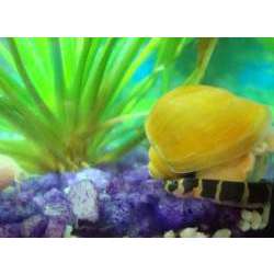 Акантофтальмус Майерса (Acanthophthalmus myersi)