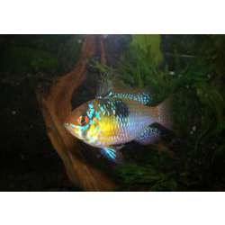 Апистограмма Рамиреза (Papiliochromis Ramirezi)