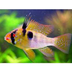 Апистограмма Рамиреза (Papiliochromis Ramirezi)