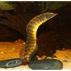 Мастоцембел таиландский (Mastacembelus circumcinctus)