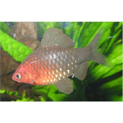 Барбус черный (Barbus nigrofasciatus)