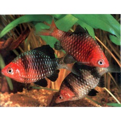 Барбус черный (Barbus nigrofasciatus)