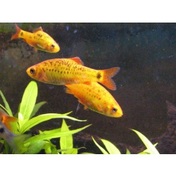 Барбус зеленый (Barbus semifasciolatus)