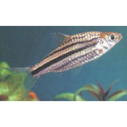 Барбус четырехлинейный (Barbus Lineatus)