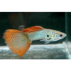 Гуппи (Poecilia reticulata)
