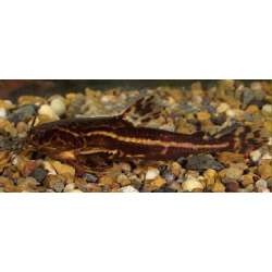 Акантодорас звездчатый (Acanthodoras spinosissimus)