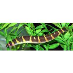 Акантофтальмус полуопоясанный (Acanthophthalmus semicinctus )