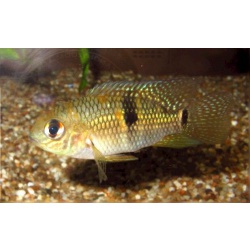 Акара красногрудая (Laetacara dorsigera)