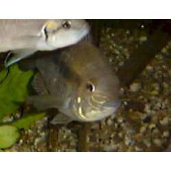 Акара Мери (Bujurquina mariae )