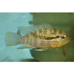 Акара перуанская (Bujurquina syspilus)