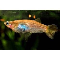 Альфаро бирюзовый. Альфаро ножевидный (Alfaro cultratus)