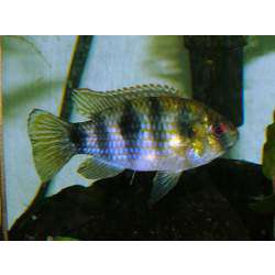 Аномалохромис Томаса. Пельматохромис Томаса (Anomalochromis thomasi )