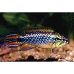 Апистограмма Агассиза. Апистограмма факельная (Apistogramma agassizi)