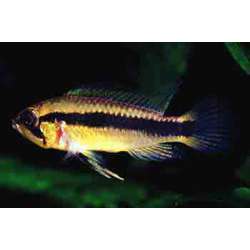 Апистограмма Агассиза. Апистограмма факельная (Apistogramma agassizi)