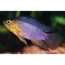 Апистограмма Борелла. Апистограмма Рейтцига (Apistogramma borellii )