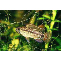 Апистограмма Корумба (Apistogramma commbrae)