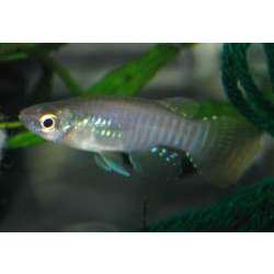 Аплохейлихтис спилаухен (Aplocheilichthys spilauchen)