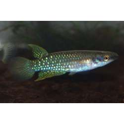 Аплохейлус Блока. Аплохейлус мадрасский (Aplocheilus blockii)