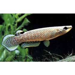 Панхакс (Aplocheilus panchax)