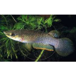 Панхакс (Aplocheilus panchax)