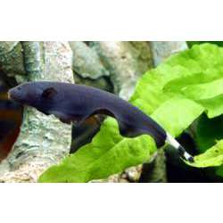 Аптеронотус белокаймовый. Нож черный (Apteronotus albifrons)