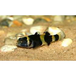 Брахигобиус блеклый (Brachygobius doriae)