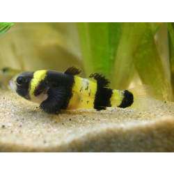 Брахигобиус крошка (Brachygobius nunus)