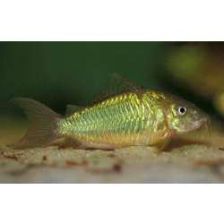 Сомик зеленый. Сомик смарагдовый (Brochis splendes)