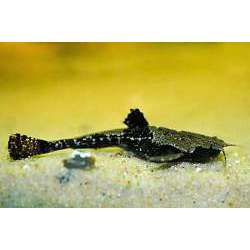 Буноцефалус двухцветный (Bunocephalus bicolor)