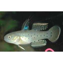 Бычок пятнистый (Stigmatogobius sadanundio)