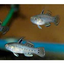 Бычок пятнистый (Stigmatogobius sadanundio)