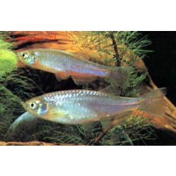 Данио жемчужный. Данио розовый (Brachydanio albolineatus)