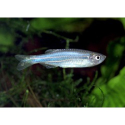 Данио жемчужный. Данио розовый (Brachydanio albolineatus)