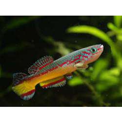 Афиосемион Амиета. Афиосемион оранжево-голубой (Aphyosemion amieti )