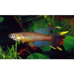 Афиосемион двухполосый (Aphyosemion bivittatum)